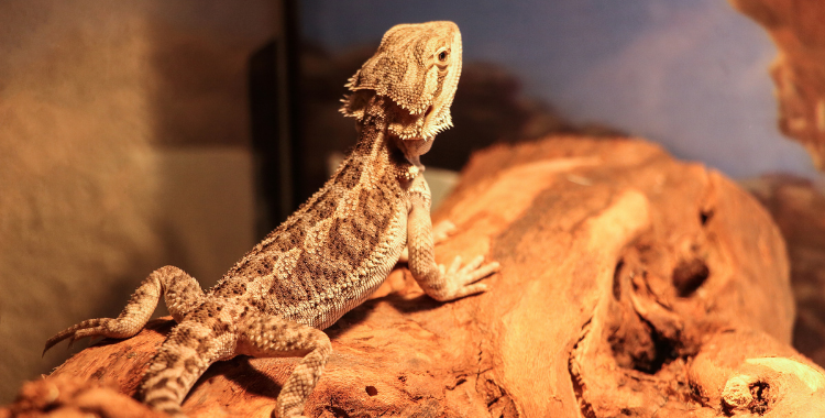 What set up do I need for my Bearded Dragon? - ExoticDirect