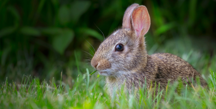 young rabbit