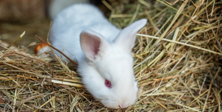 Can pet rabbits live outside? – how to keep your bunny safe