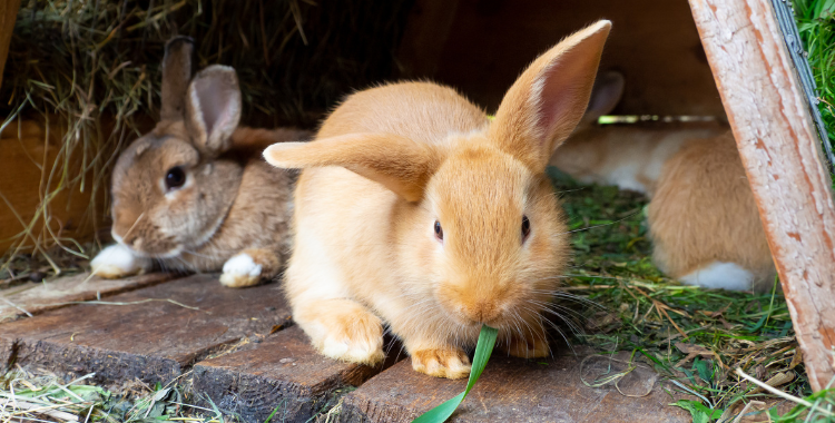 can bunnies live with dogs