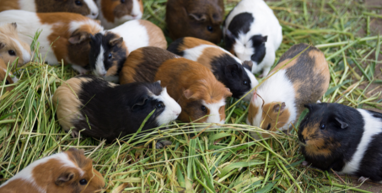 Keeping guinea hot sale pigs outside