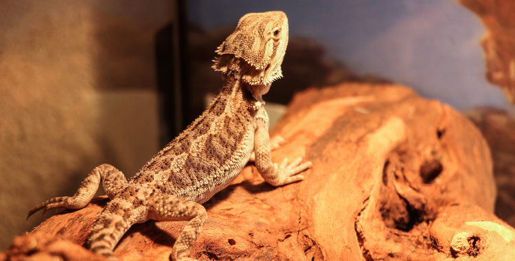 Bearded Dragon information and facts - ExoticDirect