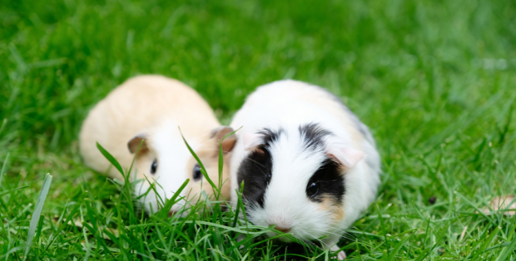 are guinea pigs good house dogs