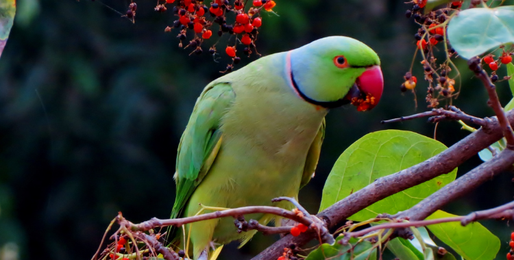 parrots_eating