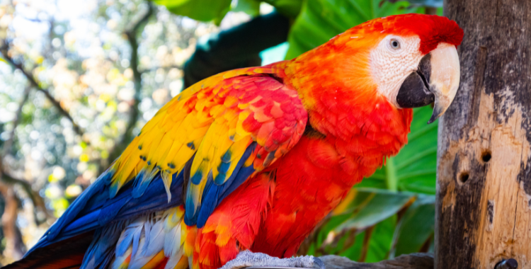 Pet Parrot Guide: What Do Parrots Eat?