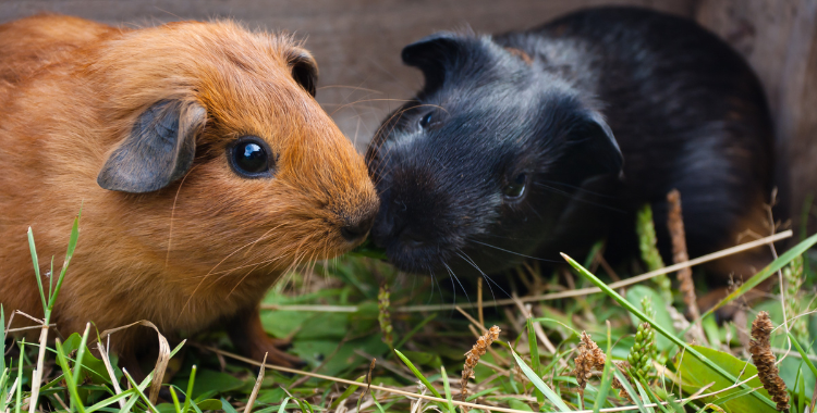 two guinea pigs together