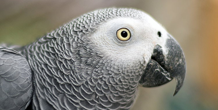 A blushing military macaw