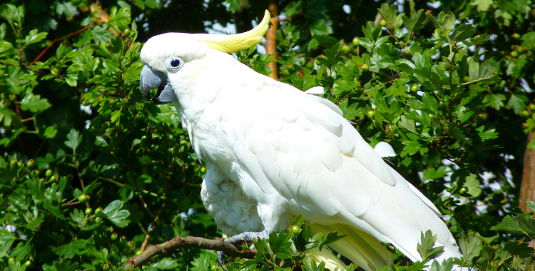 Cockatoos may fluff their cheek feathers