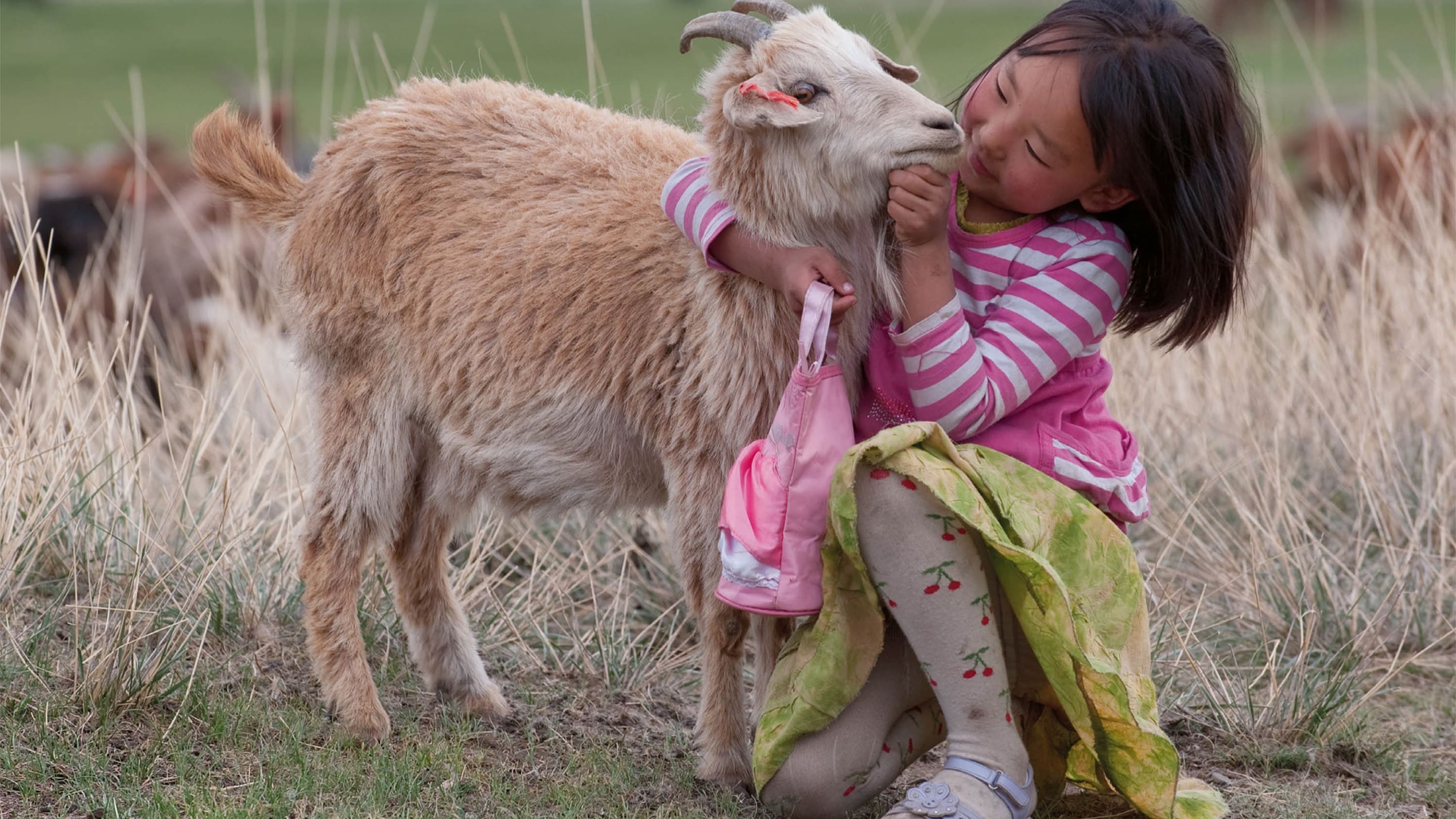 Cashmere: origins and processing