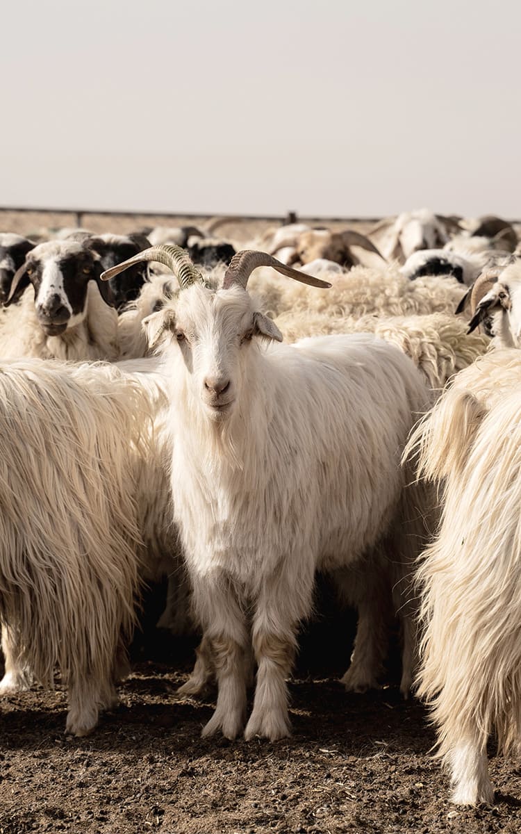 Cashmere origins and processing Brunello Cucinelli