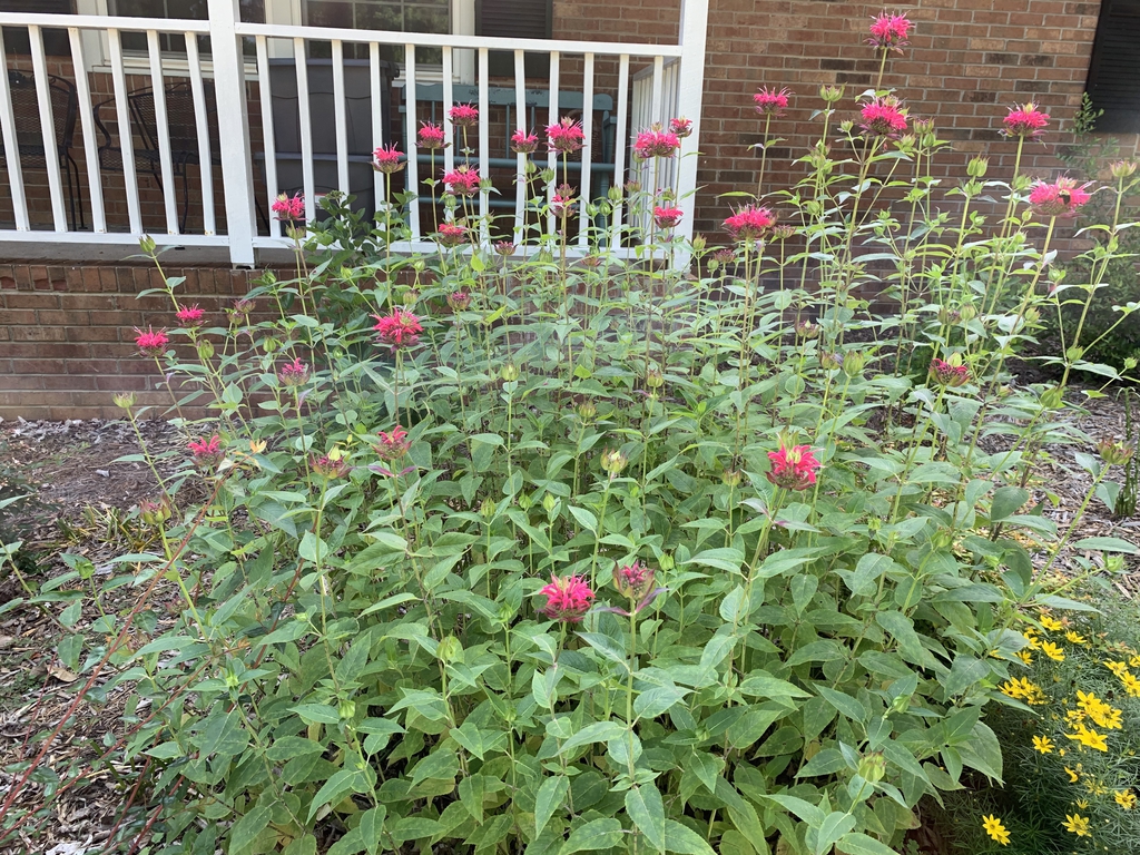 Scarlet Beebalm