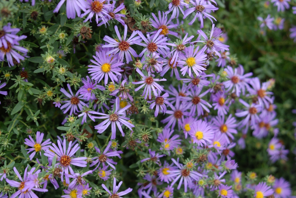 Aster: October Skies
