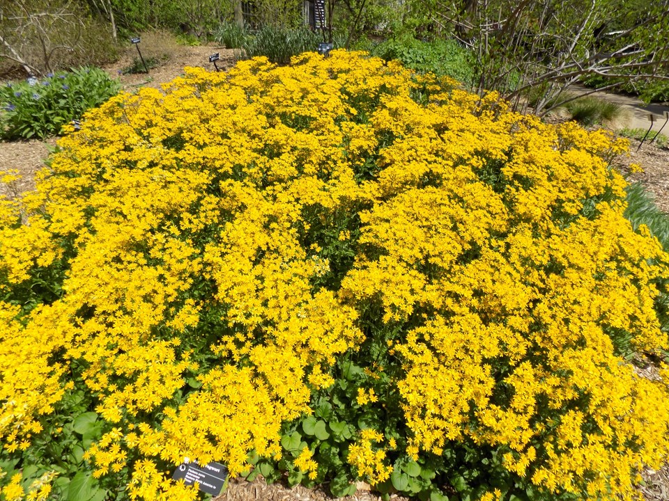 Golden Ragwort