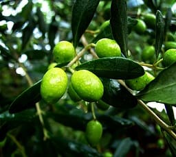 Olive Branch