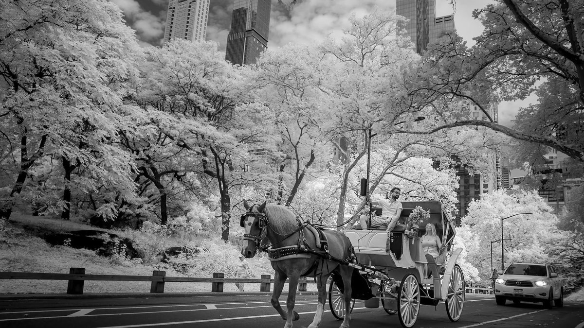 Manhattan Stables Brace for Value Shift as Ban Looms Elegant horse-drawn carriage with tourists in iconic Central Park, set against a city skyline in monochrome.