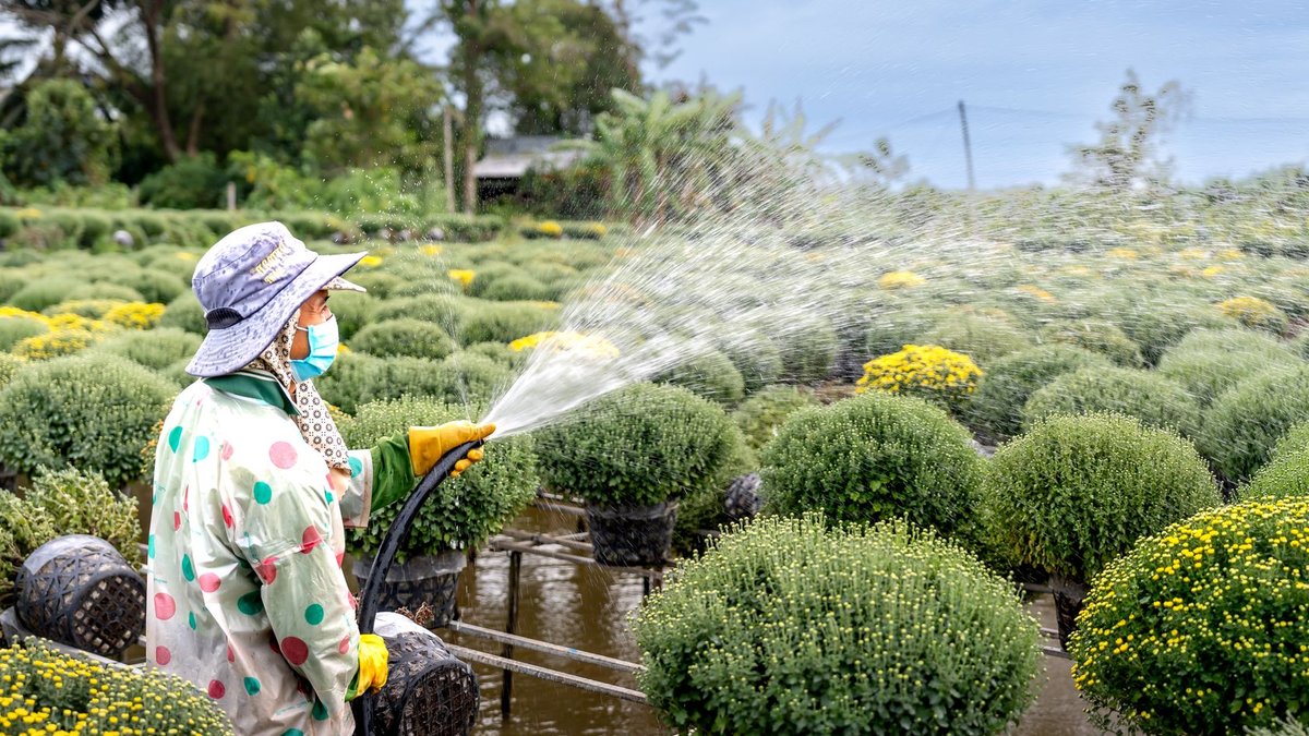 A gardener wearing a hat and mask waters plants in an outdoor nursery.