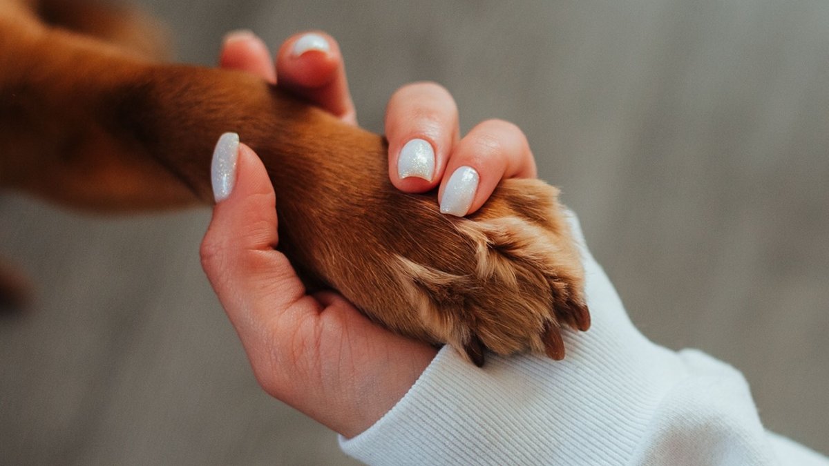Office of Animal Welfare.