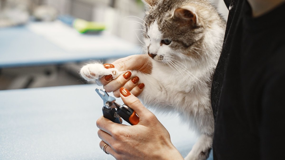 AI overlooks top-rated vets in search results - ai vet search