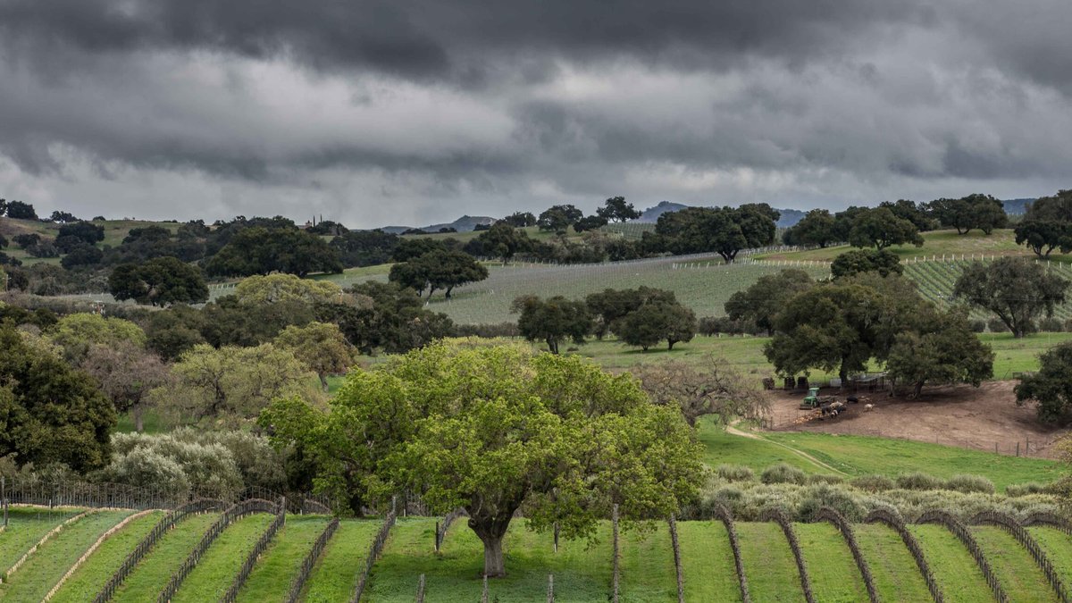 Santa Barbara’s wineries redefine California’s wine environment - santa barbara wineries