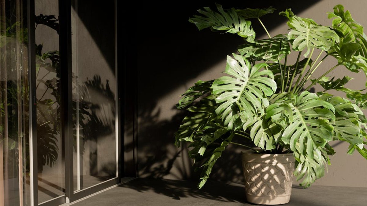 Bring Tropical Plants Indoors Before Cold Hits - tropical plants indoor