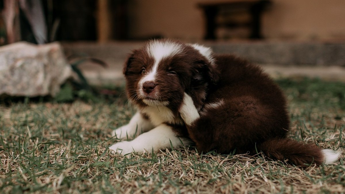 El Niño Threatens Pets as Owners Neglect Parasite Protection - pet parasite protection