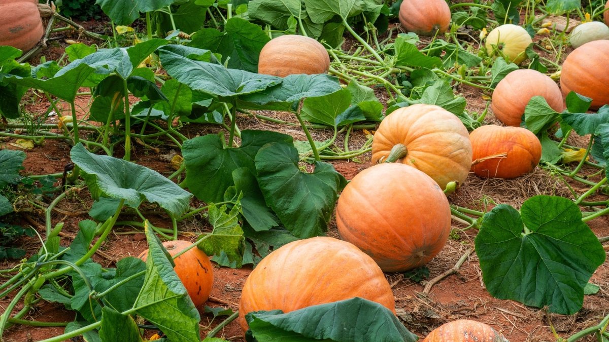 Pumpkins offer gardeners free seeds and wildlife food Pumpkins offer gardeners free seeds and wildlife food - pumpkin seeds wildlife