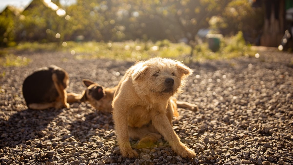 L asBLL#L - pet health