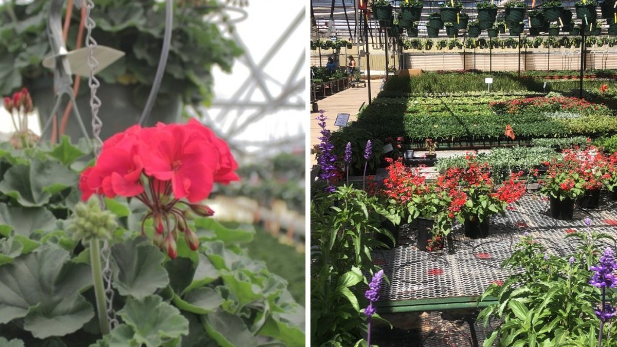 Manning's Greenhouse in New Mexico Becomes Regional Plant Destination Manning's Greenhouse in New Mexico Becomes Regional Plant Destination - new mexico greenhouse