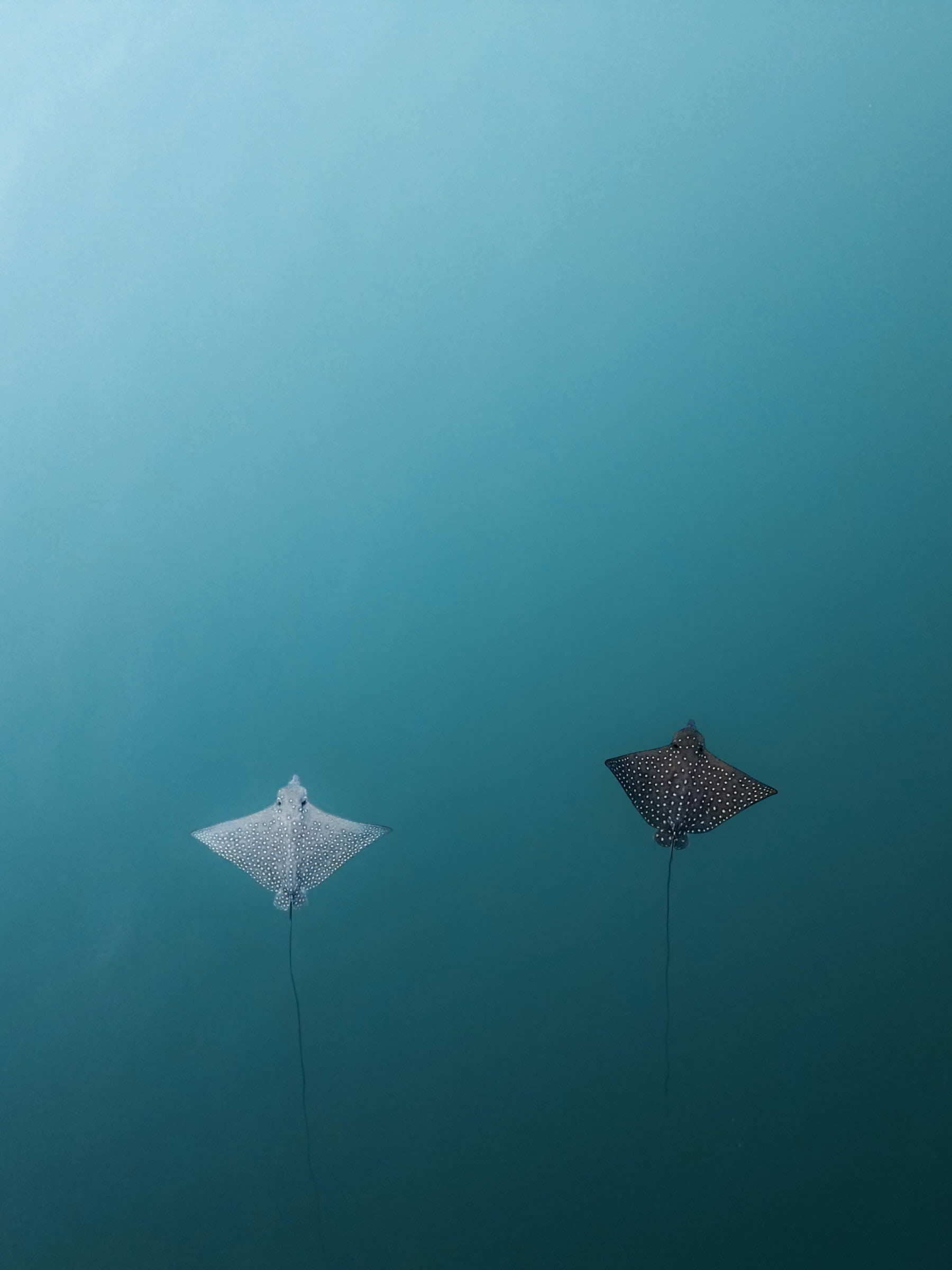 Eagle Rays
