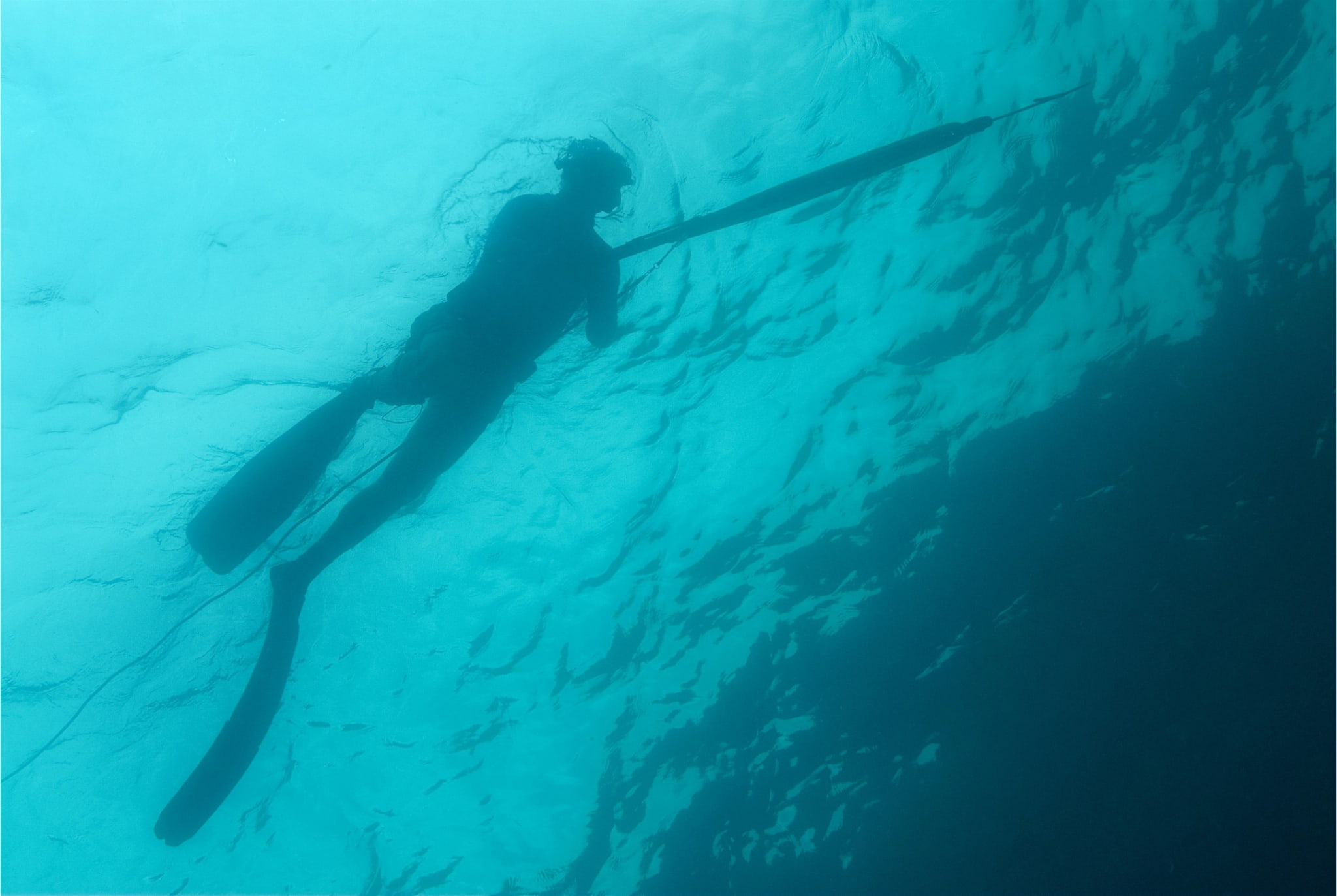 spearfishing in la paz with eagle ray expeditions