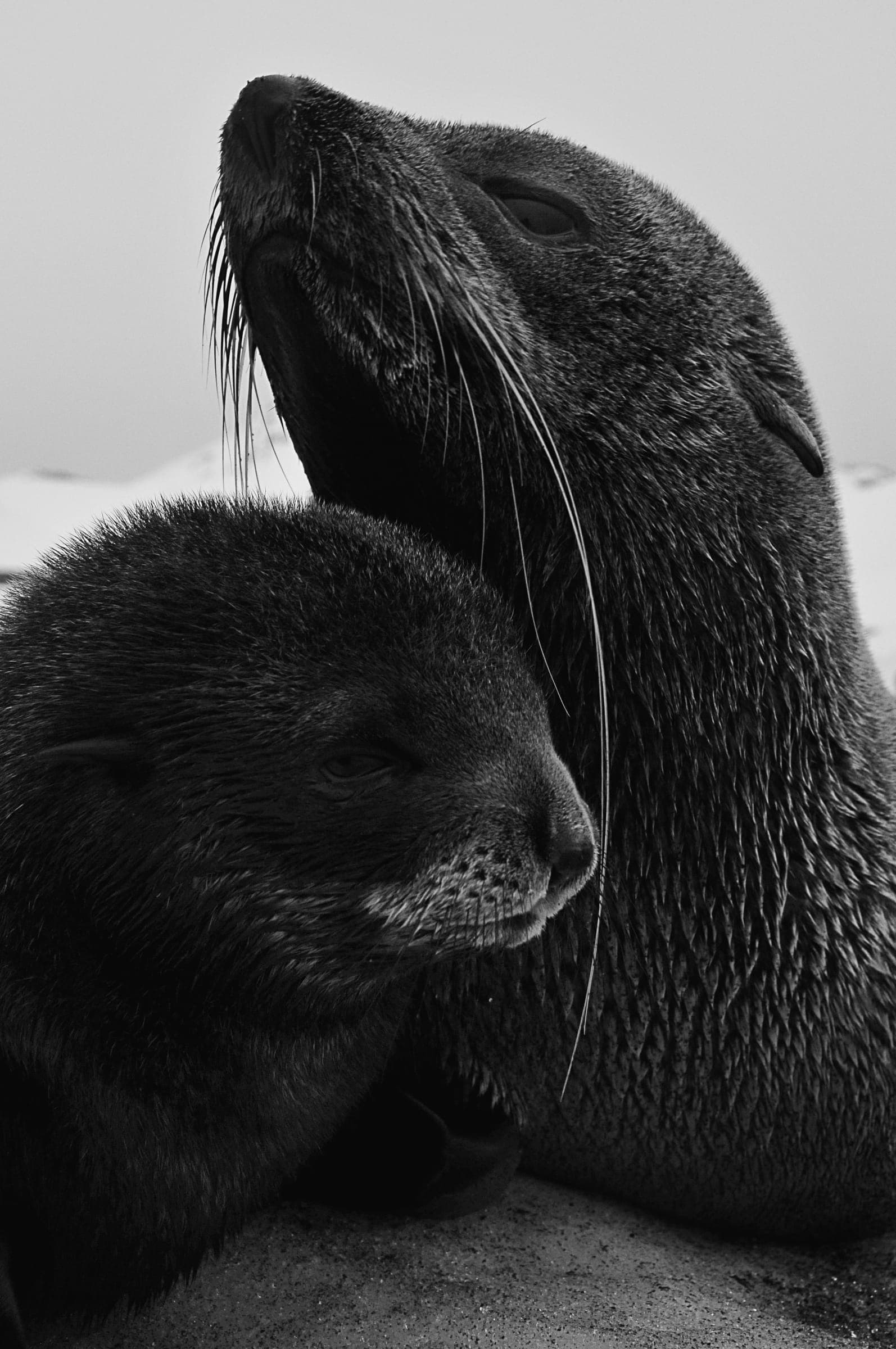 Sea lions