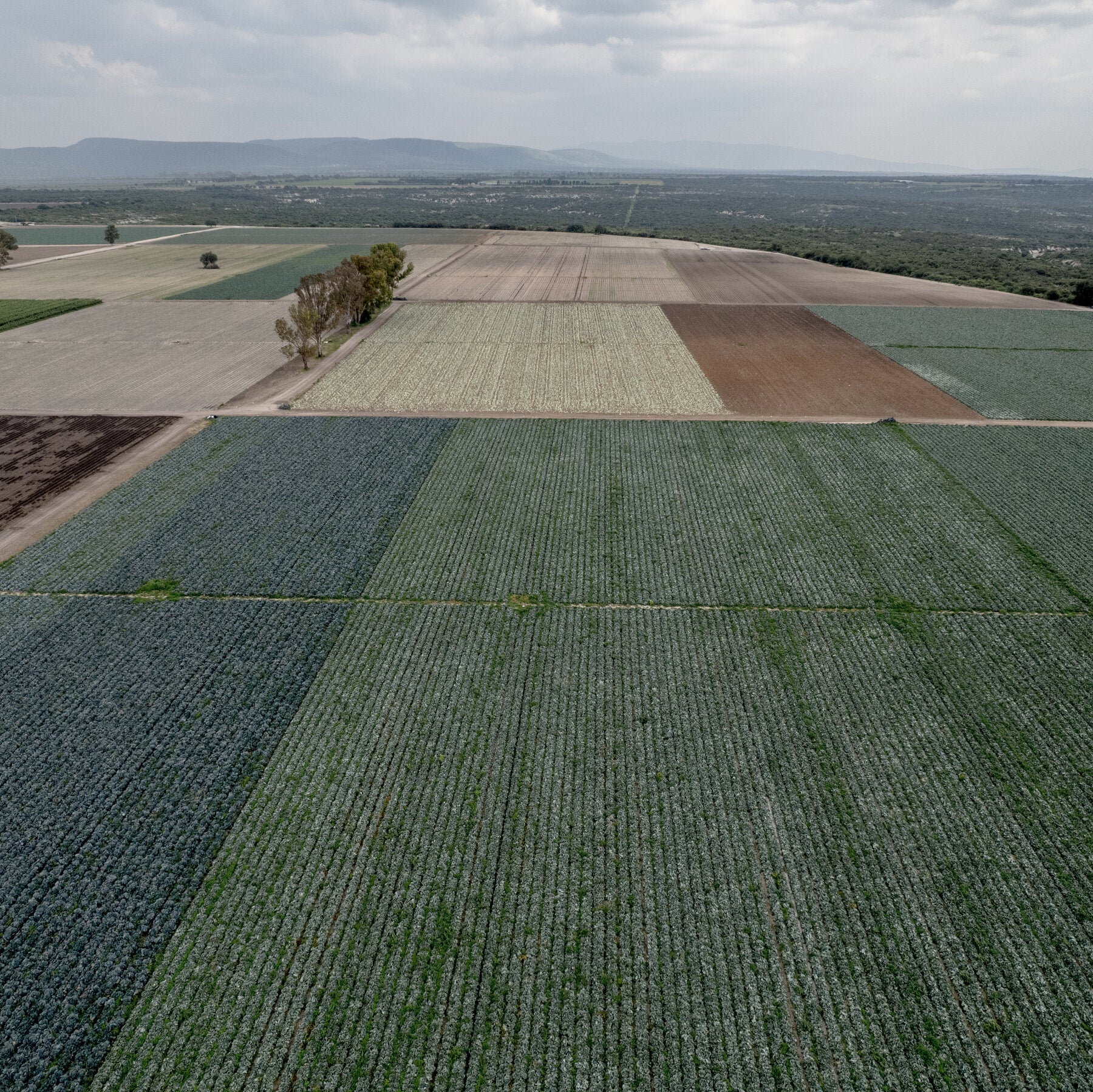 F.D.A. Found Cyclospora During Taylor Farms Inspection in Mexico