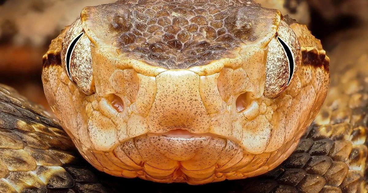 Wildlife Photographer of the Year 2026 Shortlist Revealed