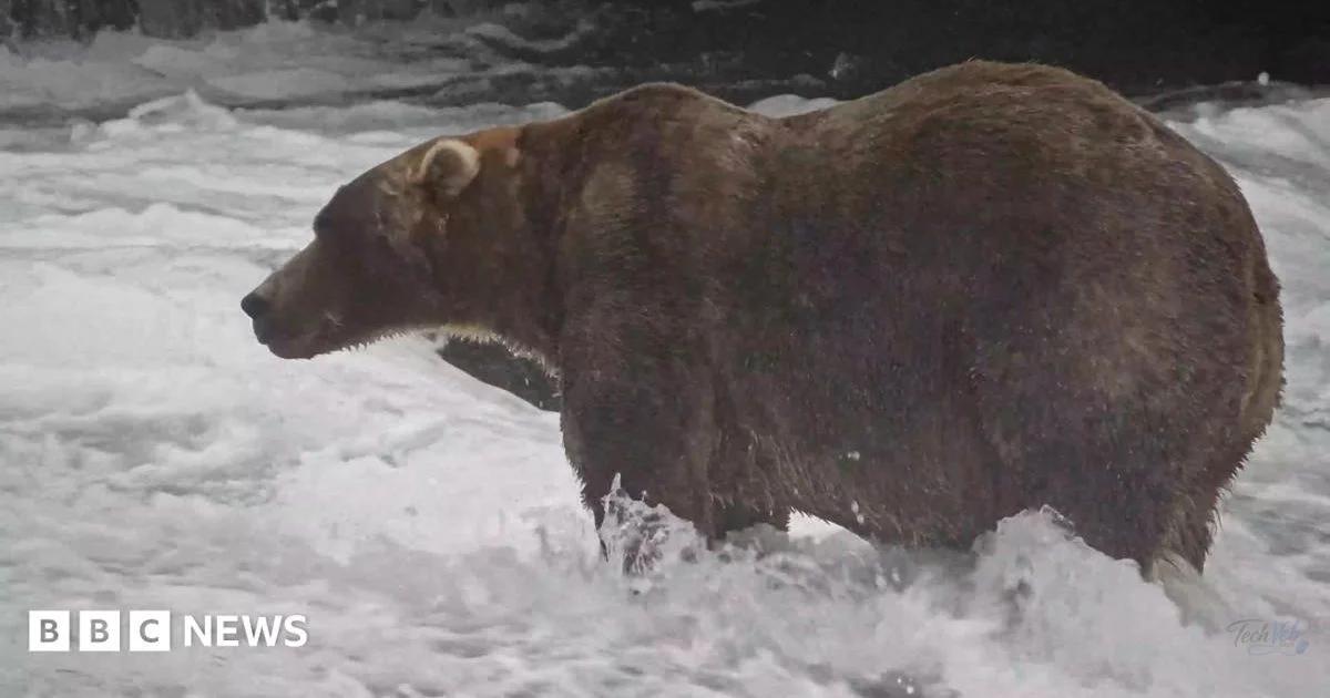 'Backpack' declared Alaska's Fat Bear Week winner