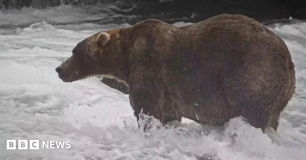 'Backpack' declared Alaska's Fat Bear Week winner