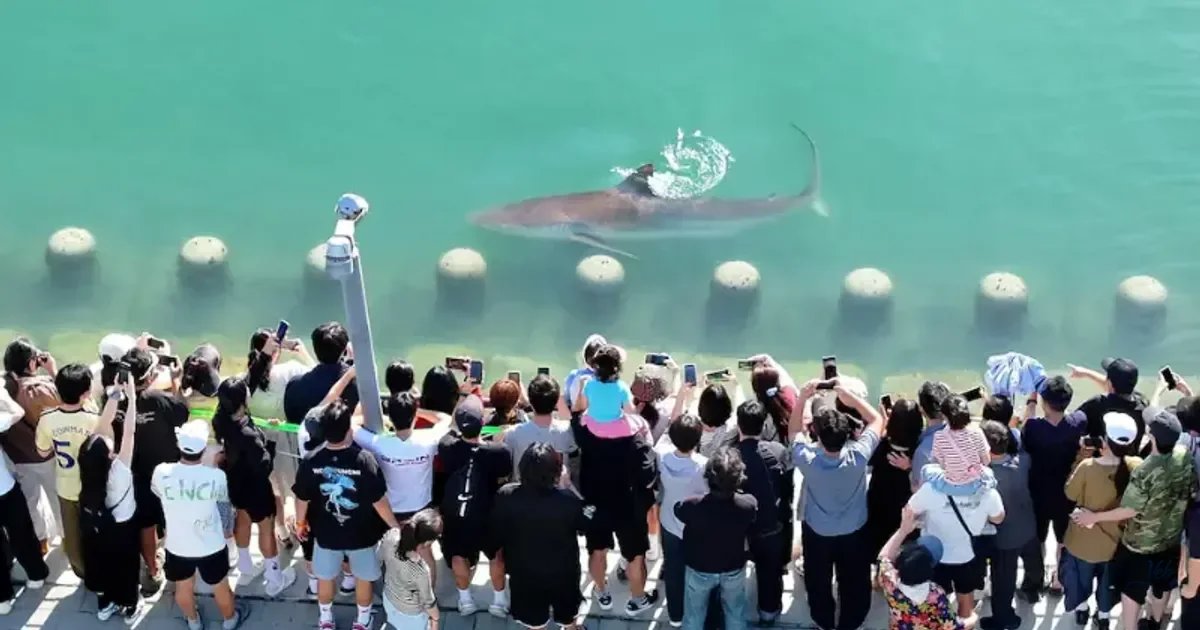 Shark stranded in South Korean canal draws 600,000 visitors