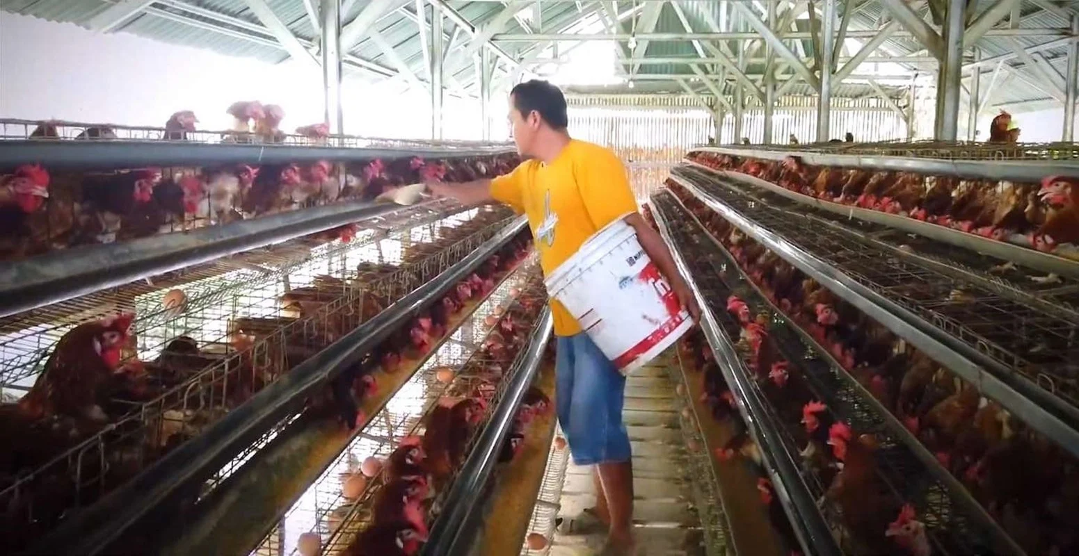 Persiapan Persiapan Penting Sebelum Memulai Usaha Ternak Ayam Petelur Budidaya Tani