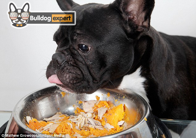 Best Food For French Bulldogs With Allergies - Food Ideas