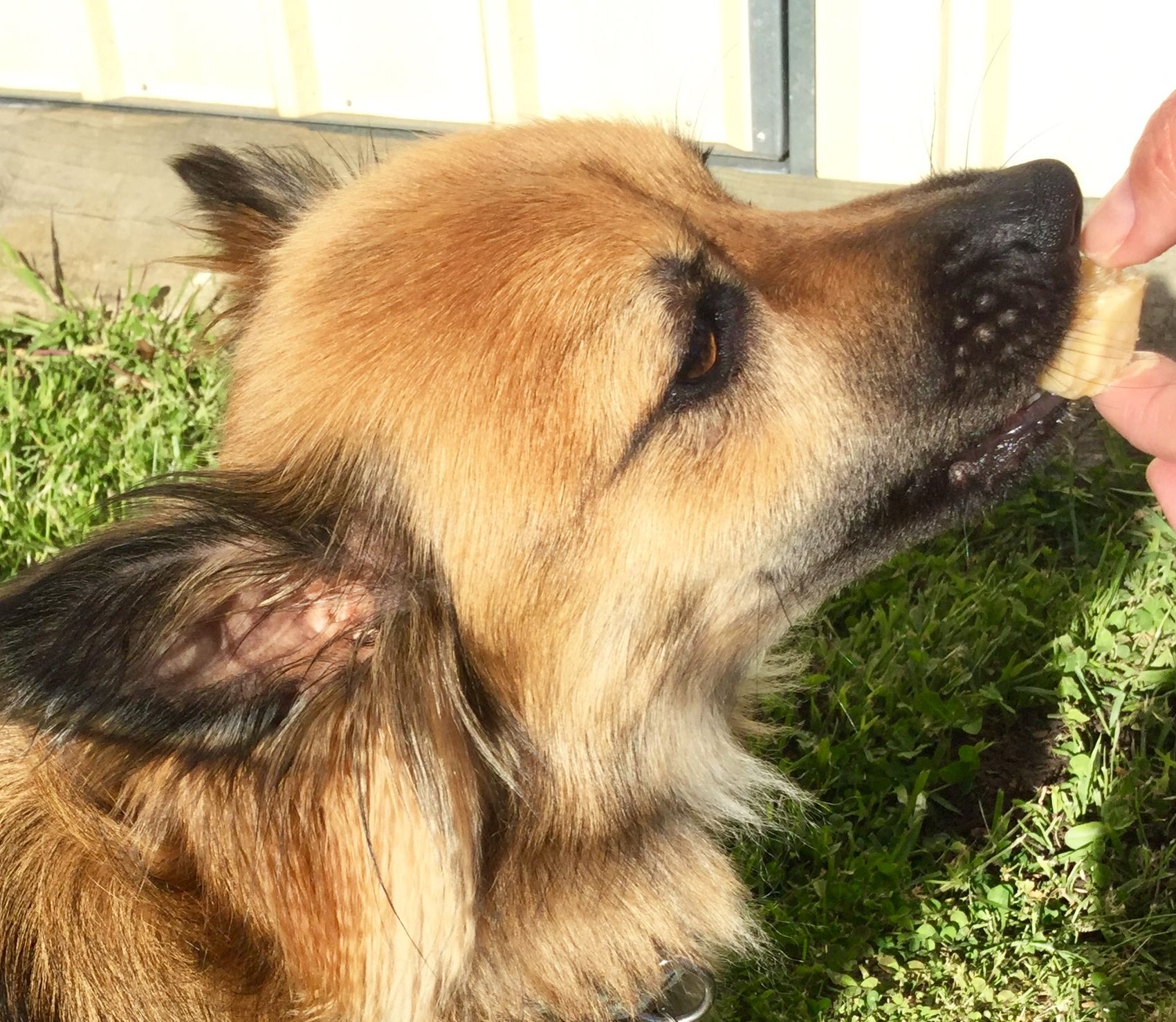 🐾 Pawfect Frozen Peanut Banana Slice 🐾 | bunch - Frozen Banana Puppies Health Risks