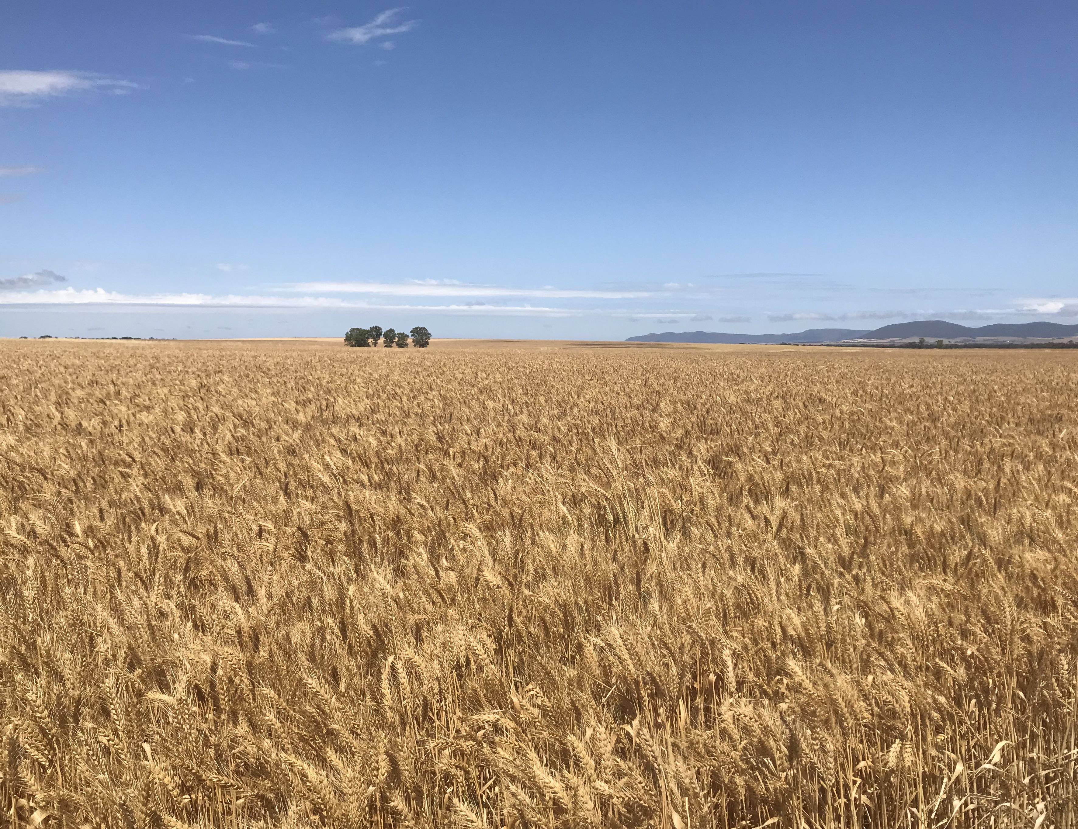 We’re wheat farmers🌾 | bunch