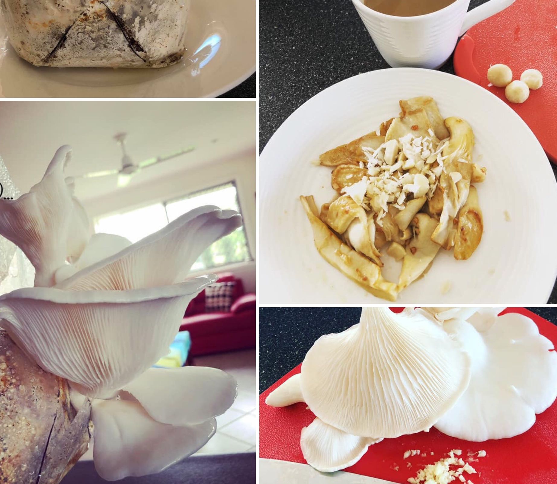 Butter garlic oyster mushrooms | bunch