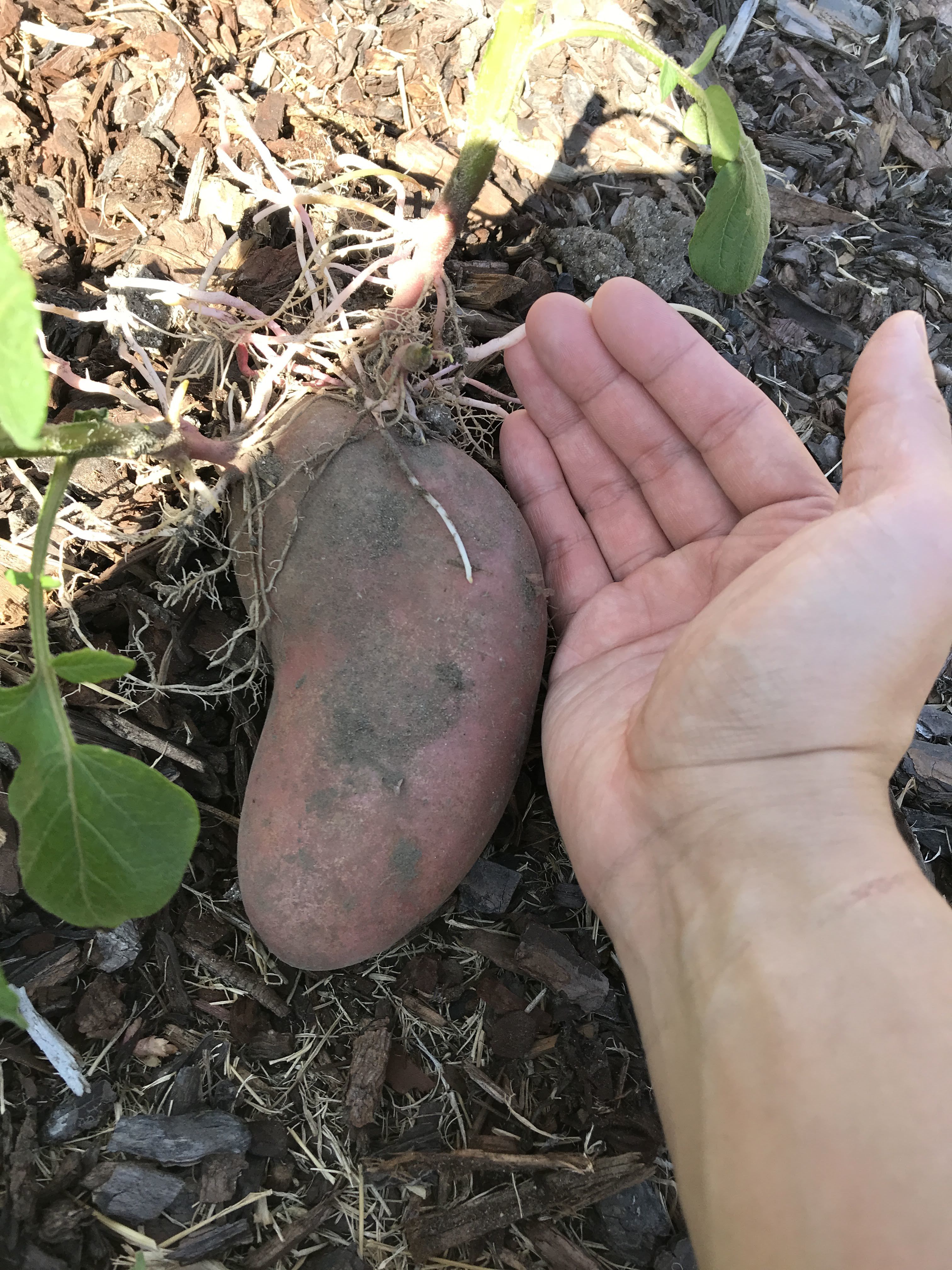 What to do if Potato Sprouts? Is it poisonous? bunch