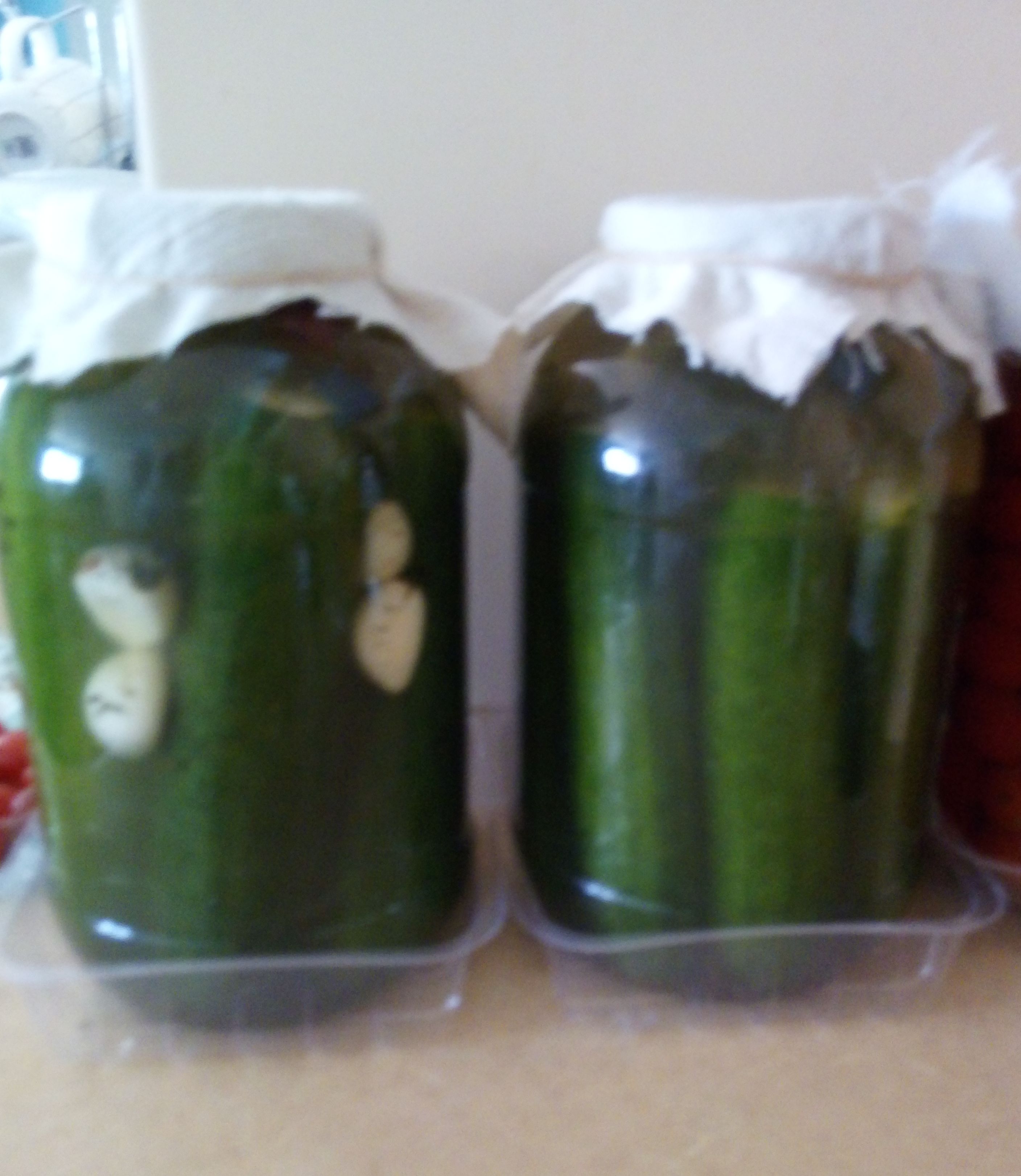 Pickled dill cucumbers bunch