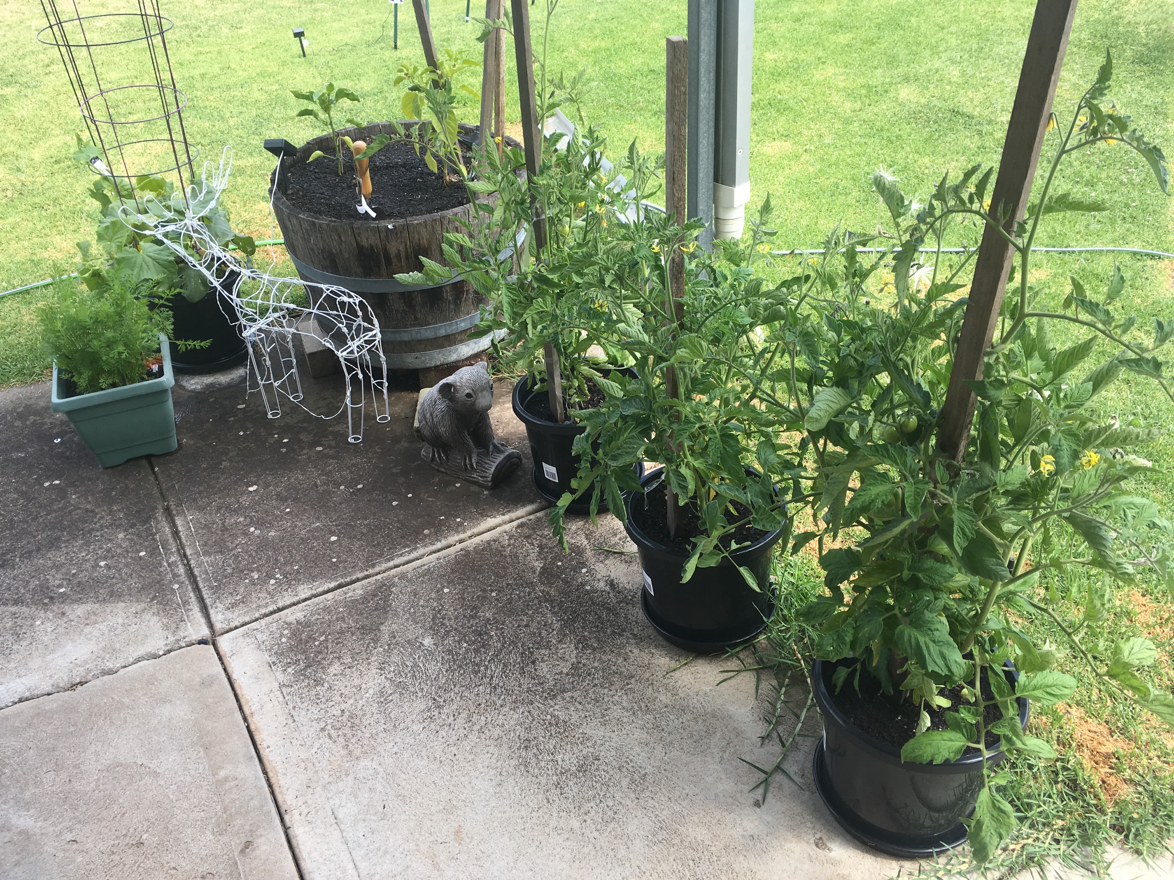 Growing Vegetables In Pots | bunch