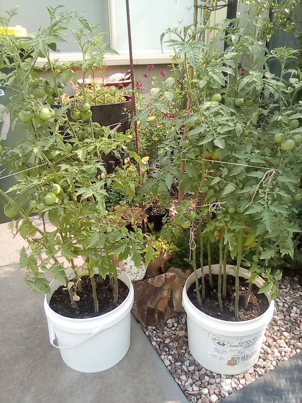 Picture of Growing vegetables in small spaces | bunch