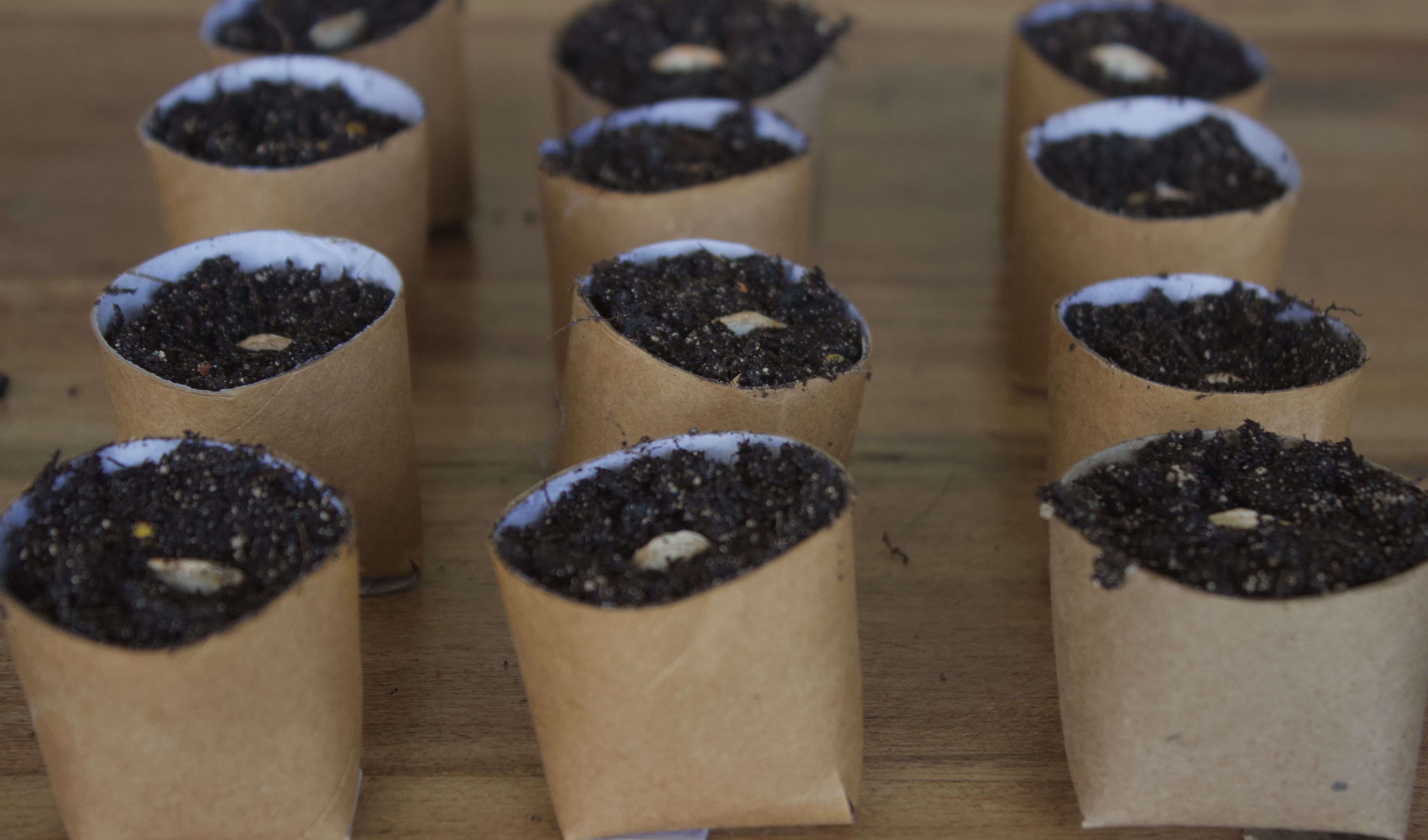 Toilet Paper Roll Seed Starters bunch