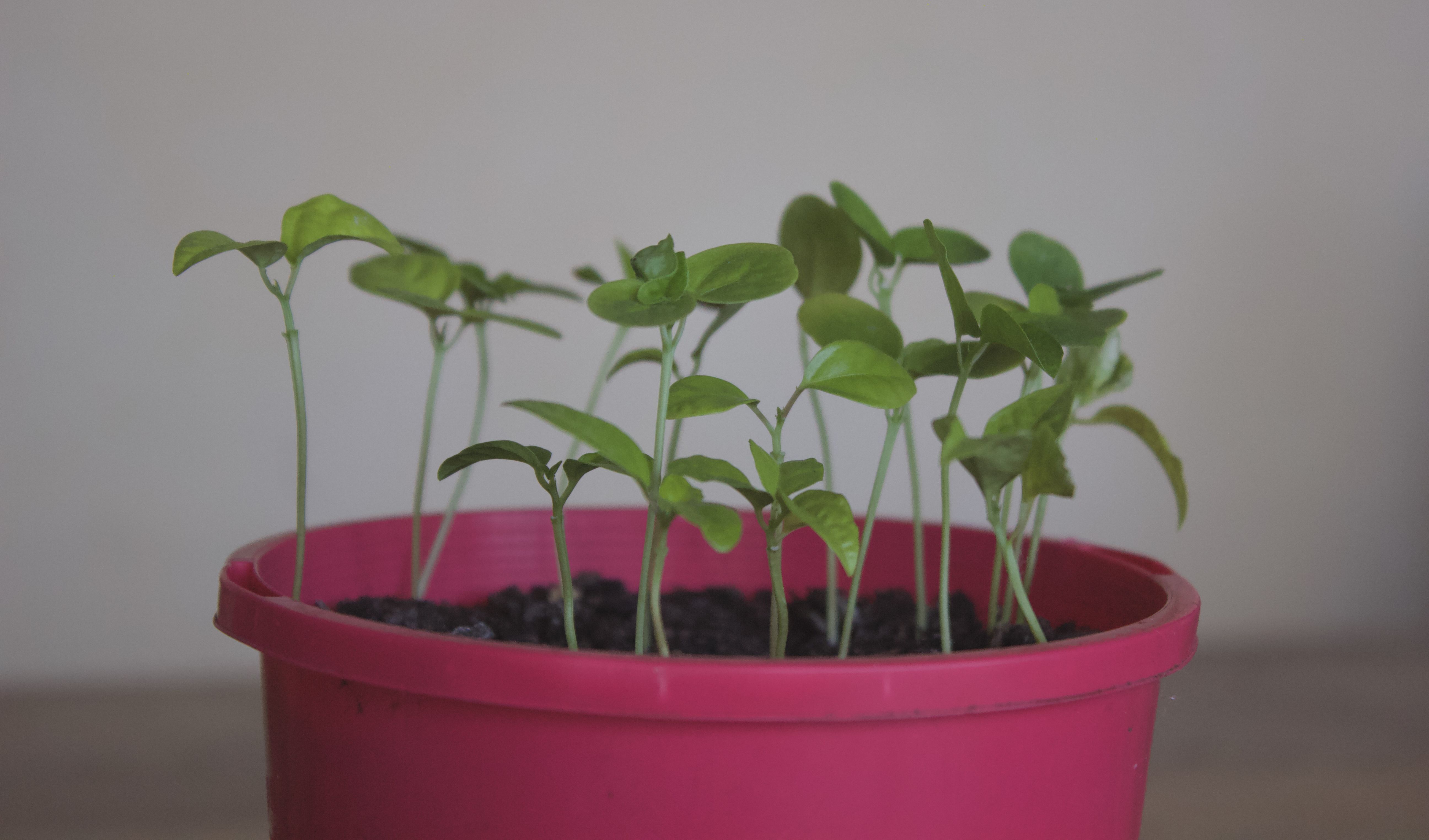 growing lights for plants Grow Light - 1 Light Kit main image 1