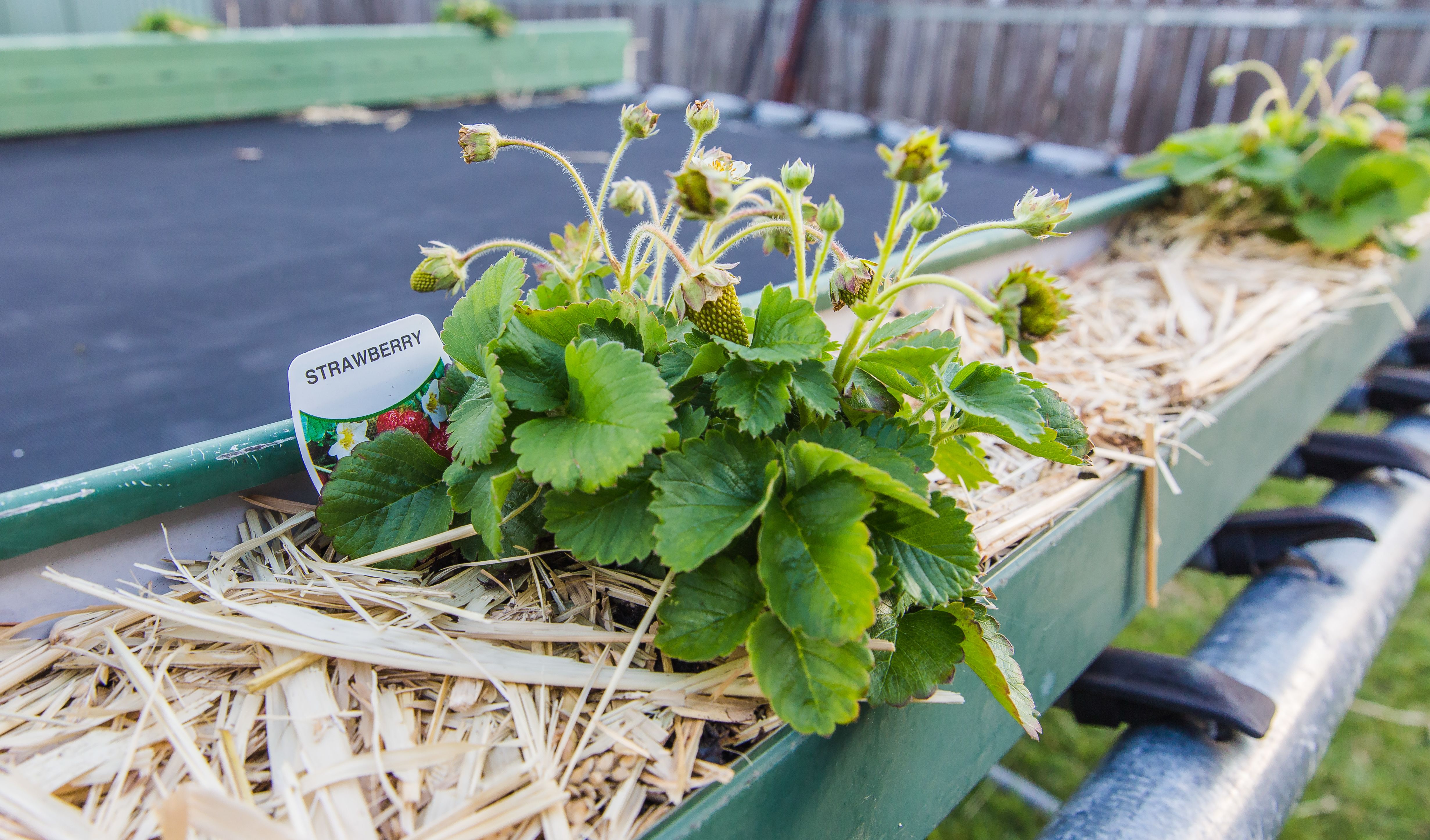Growing strawberries in gutters bunch