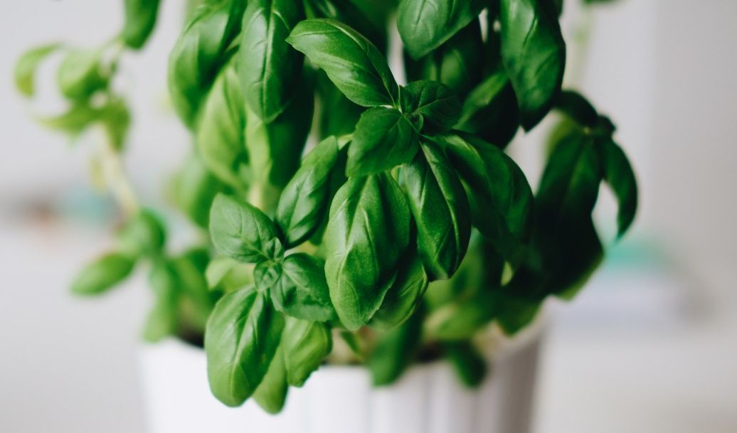Ideas for using up basil | bunch