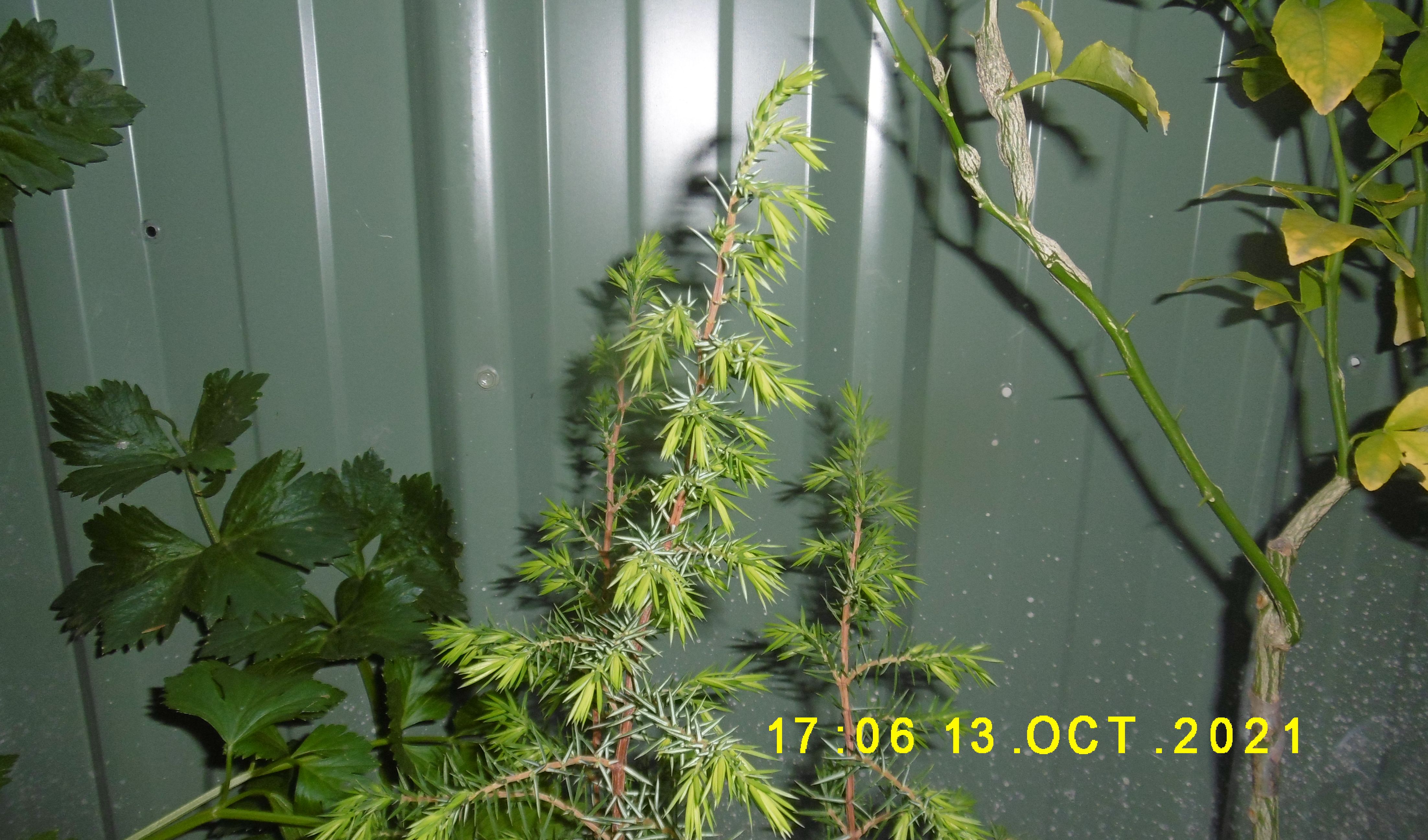 Juniper Berry | bunch